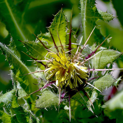 Blessed Thistle (Herb Powder)