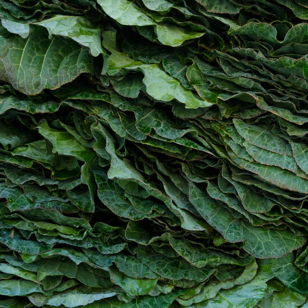 Folate-vs.-Folic-Acid-for-Prenatal-Health Innerwork-health