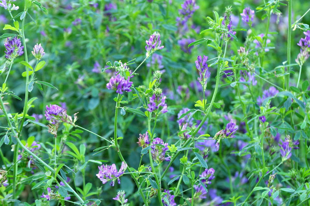 Alfalfa (Aerial)