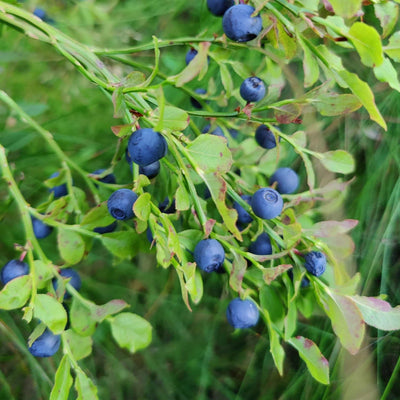 Bilberry Fruit