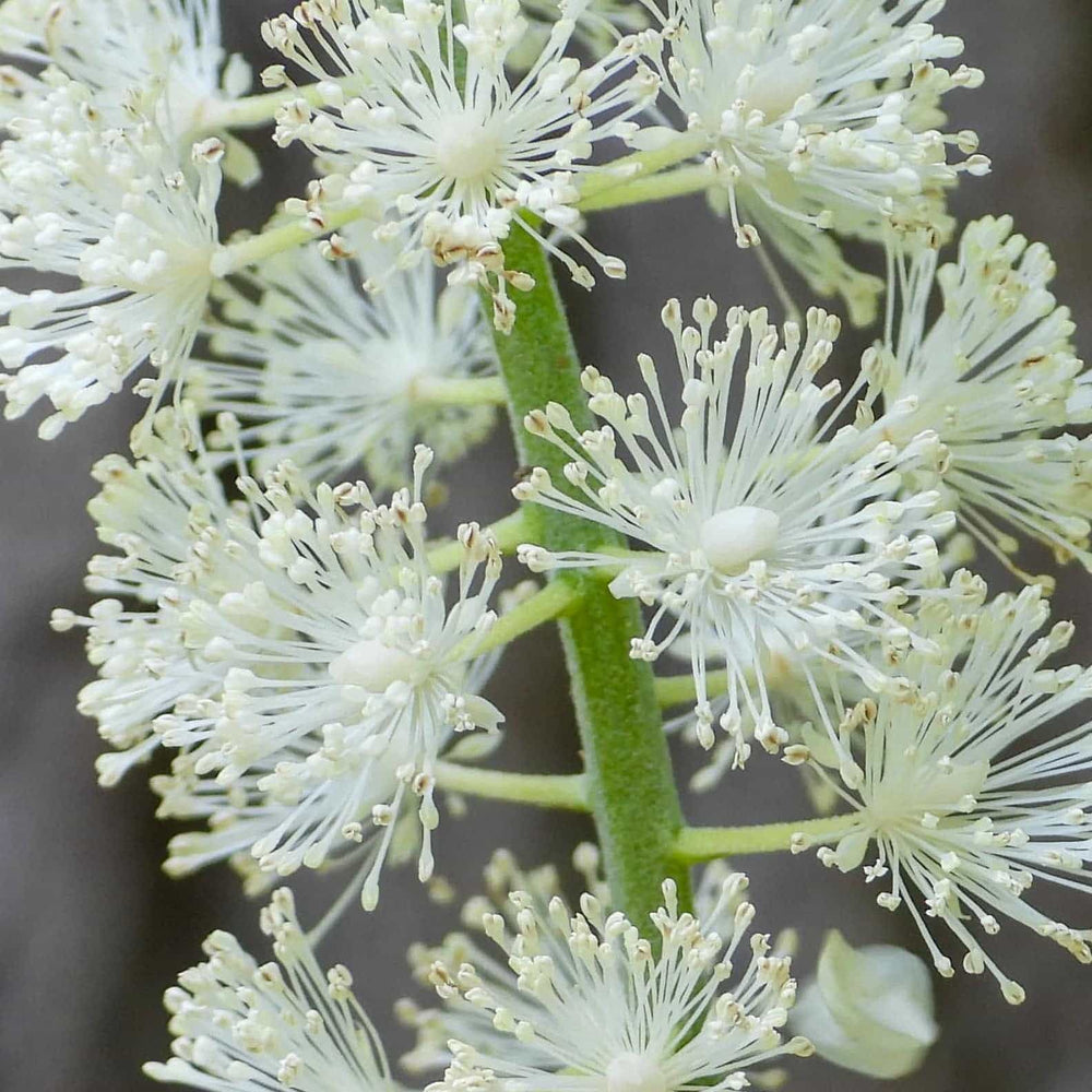 Black Cohosh Root Extract