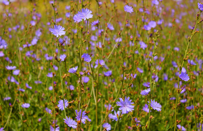 Chicory Root