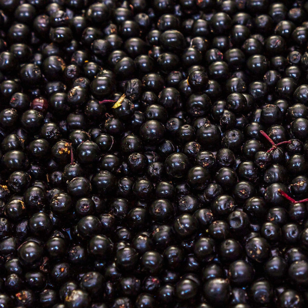 European Elderberry