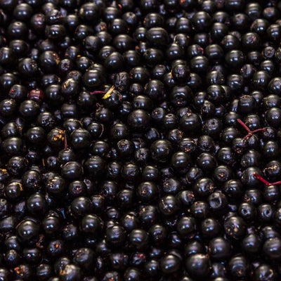 European Elderberry