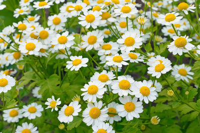 Feverfew (Aerial)