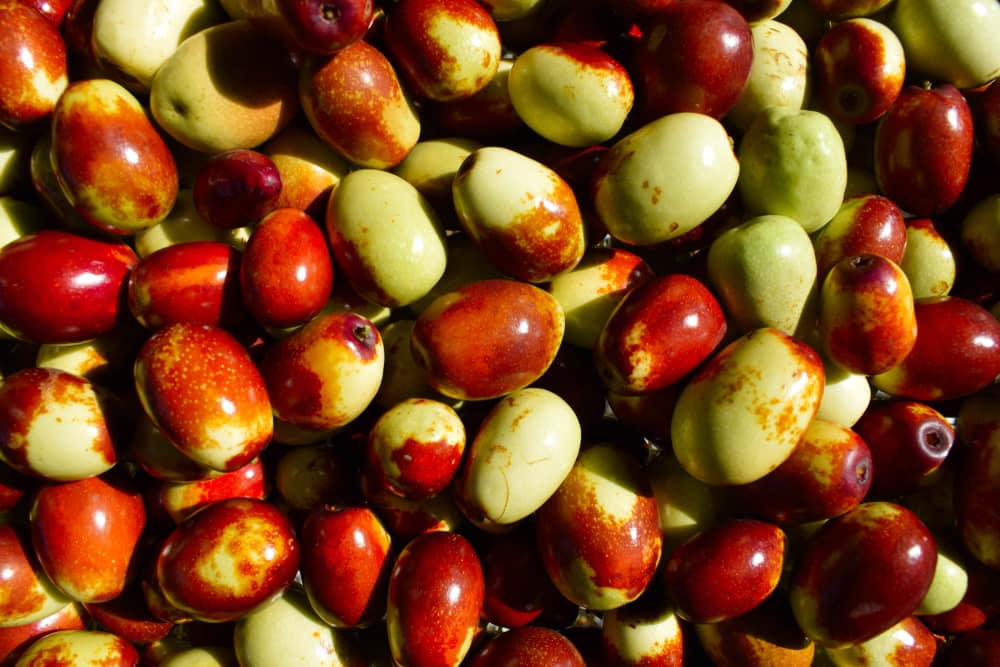 Jujube Seed Extract