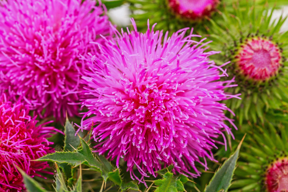 Milk Thistle Seed Extract