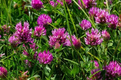 Red Clover Aerial Parts