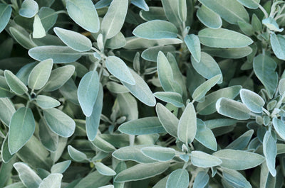 Sage Leaf