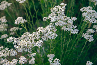 Yarrow